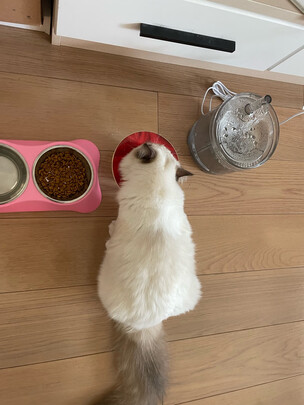 猫粮罐头
