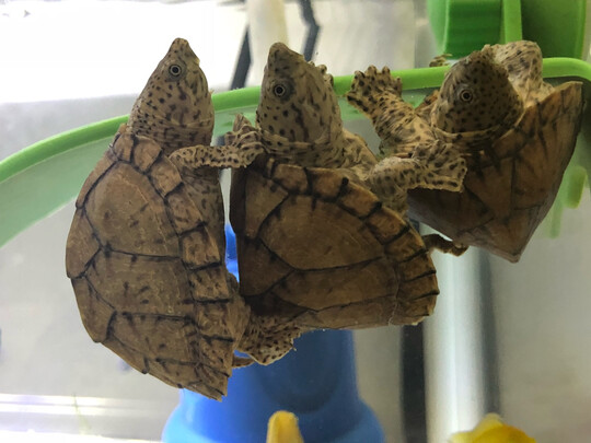 龟粮
