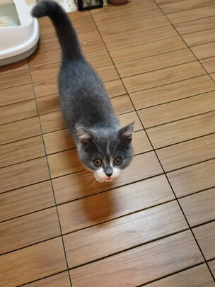 猫冻干