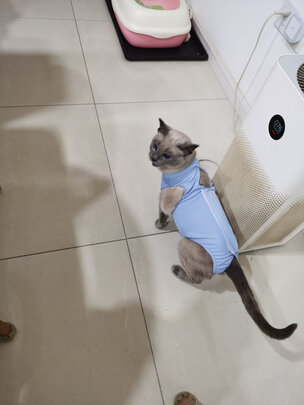 猫咪手术服
