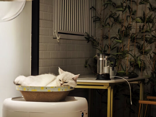 猫窝