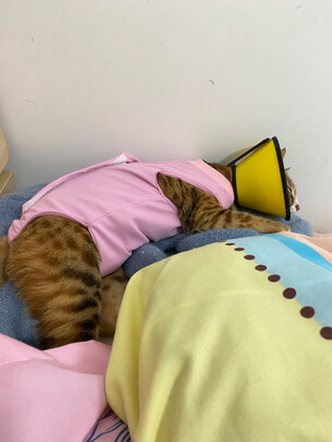 猫咪手术服