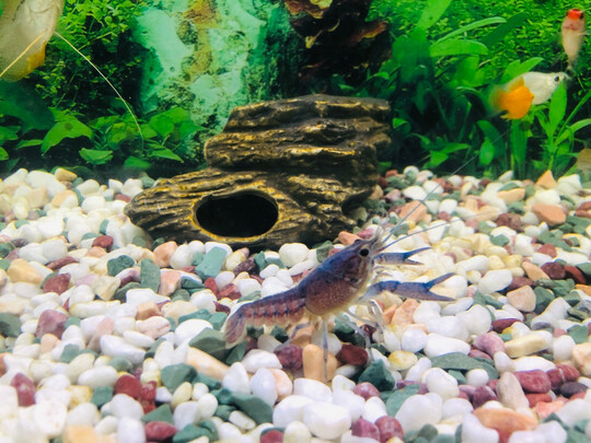 鱼缸造景石头