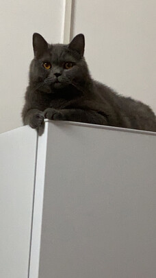 膨润土猫砂