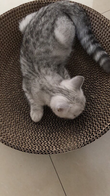 猫窝