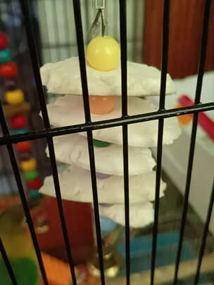 鸟笼