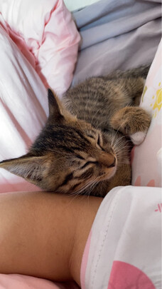 猫包