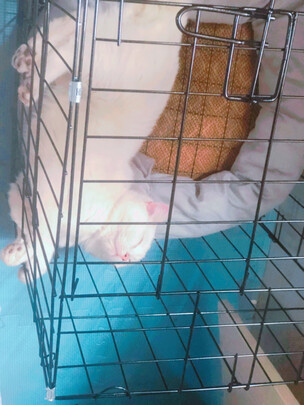 猫笼