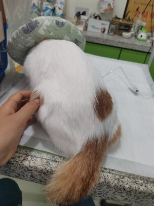 宠物尿垫