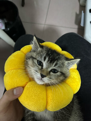 猫零食