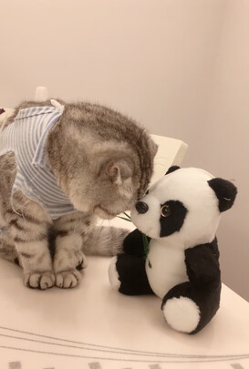 猫粮