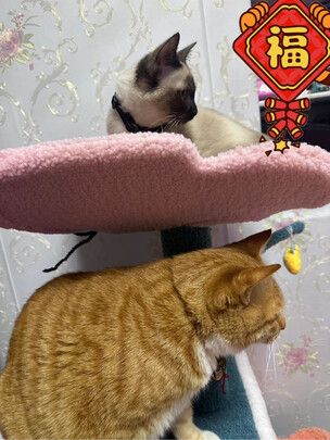 猫爬架