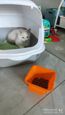 猫砂盆