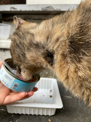 猫粮罐头