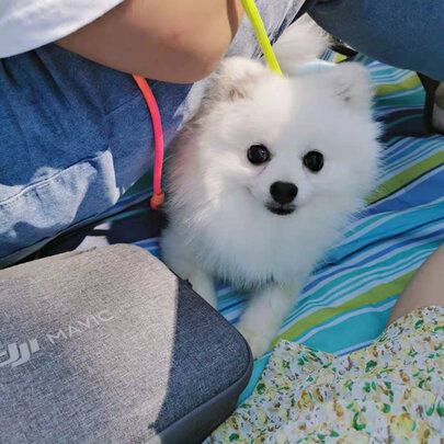 宠物包