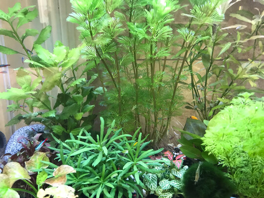 鱼缸净水剂