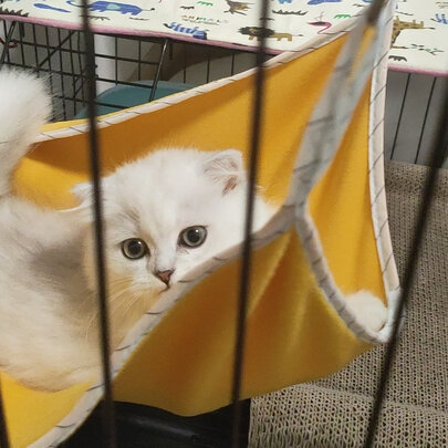  猫笼