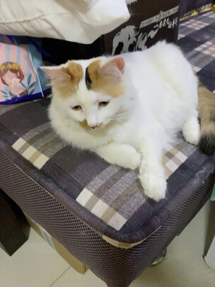 猫粮罐头
