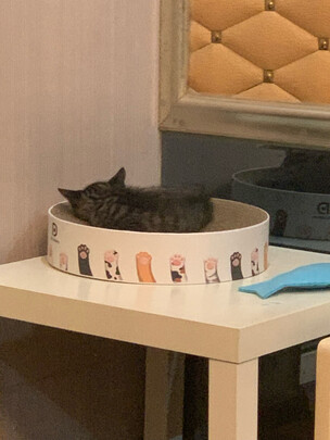 猫窝