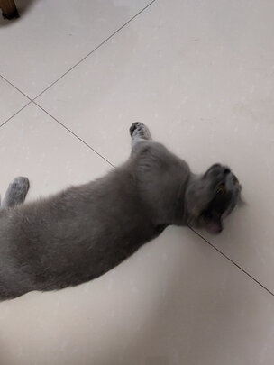 猫包