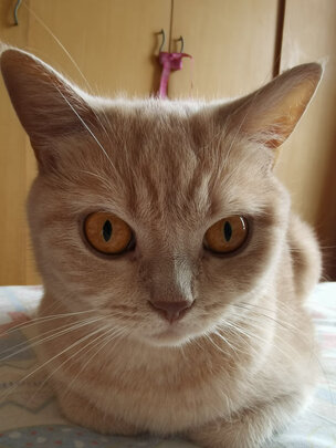 猫条猫零食