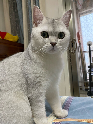 猫咪手术服
