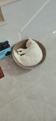 猫窝
