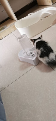 猫碗狗碗