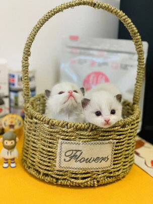 猫粮