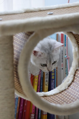 猫爬架