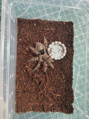 乌龟缸