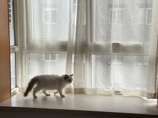 猫粮