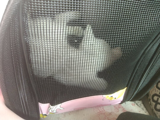 猫粮罐头
