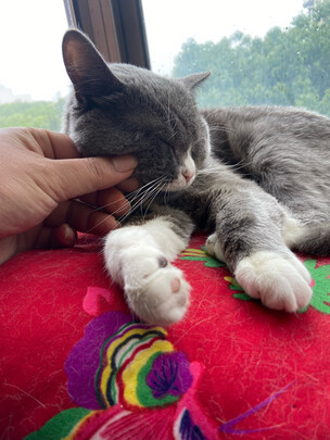 猫粮罐头