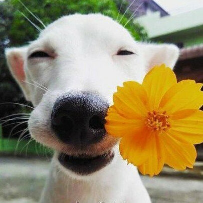 狗粮