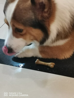 狗狗磨牙棒