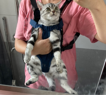 宠物包