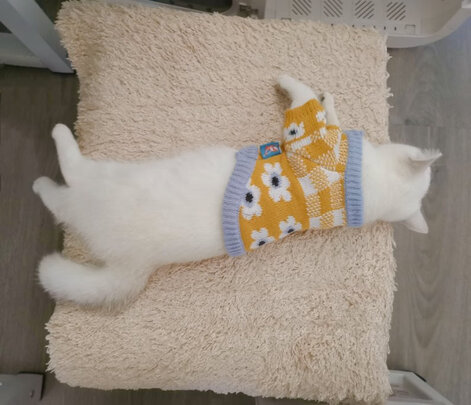  宠物烘干箱