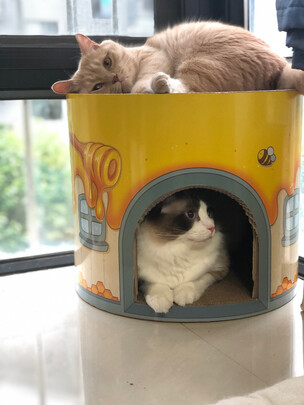 猫窝