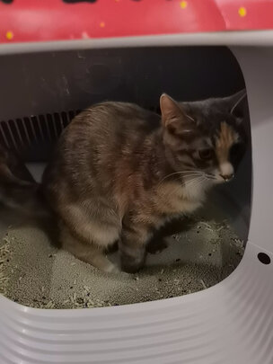 膨润土猫砂