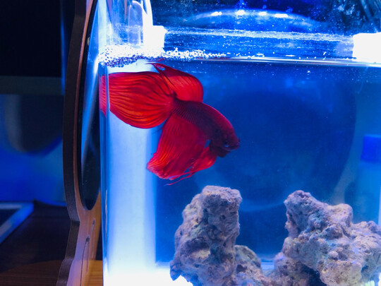 桌面鱼缸