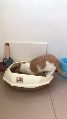猫砂铲
