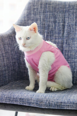 猫咪手术服