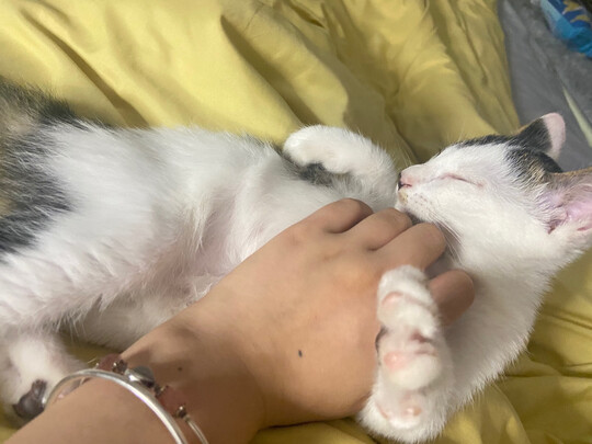 猫包