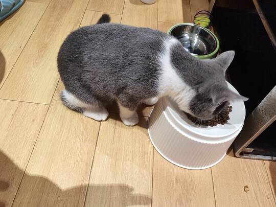 猫碗狗碗