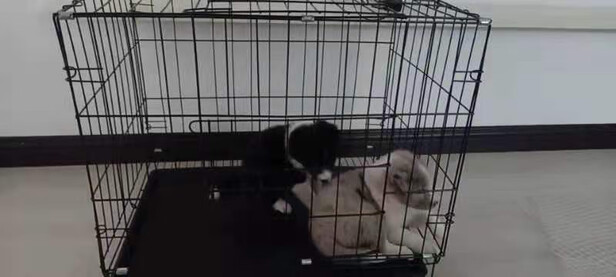  狗笼