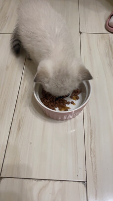 猫粮罐头