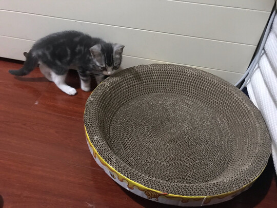 猫窝