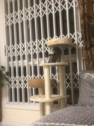 猫爬架