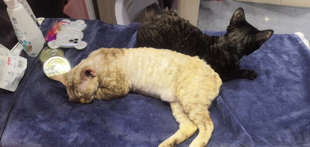 豆腐猫砂